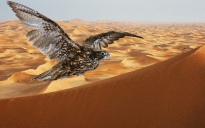 Arabische Falken