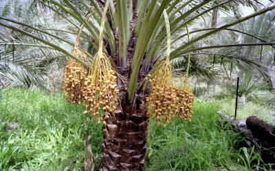 Datteln – Superfood aus der Wüste