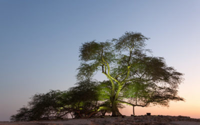 Der „Baum des Lebens“, mitten in der Wüste